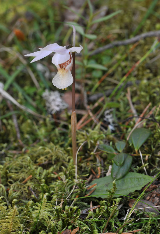 Calypso bulbosa var bulbosa. Pale form.