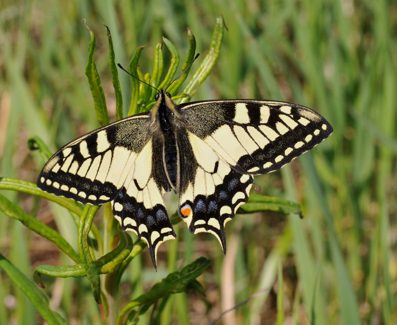 Papilio machaon