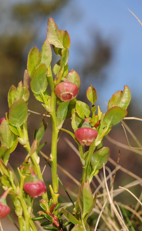 Vaccinium myrtillus