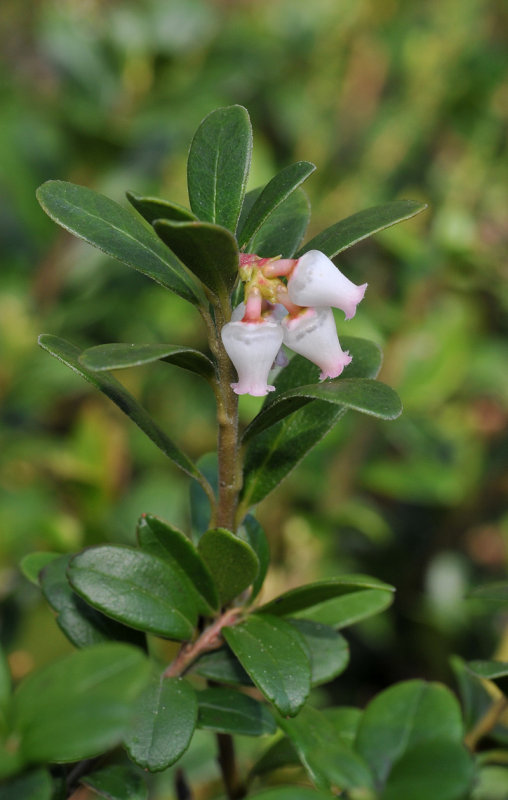 Arctostaphylos uva-ursi