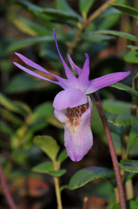 Calypso bulbosa var. bulbosa. Lilac lip form. Close-up.