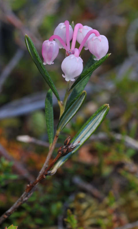 andromeda polifolia