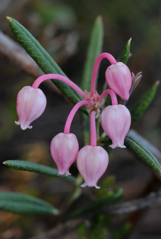 Andromeda polifolia. Close-up.