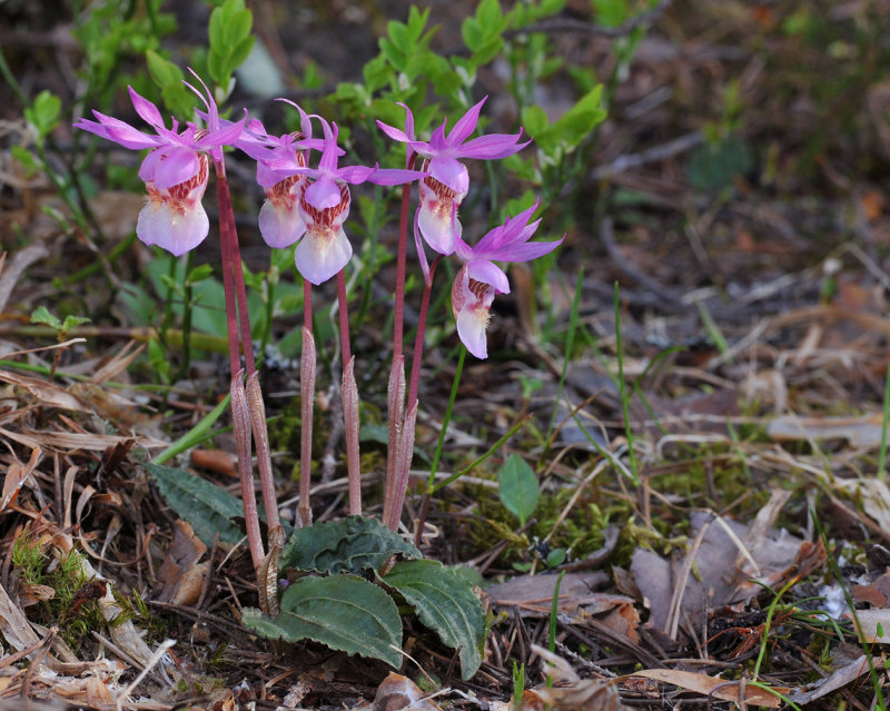 Calypso bulbosa var. bulbosa