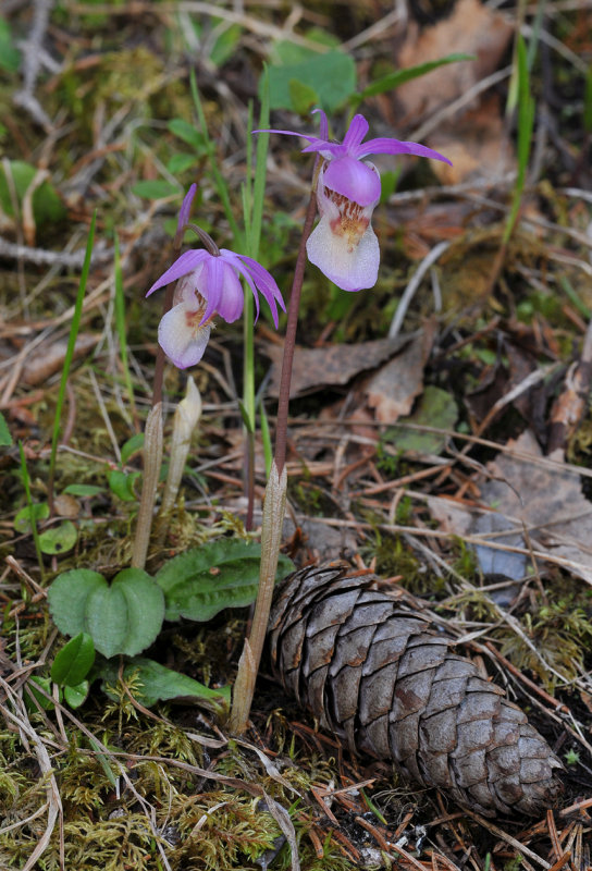 Calypso var. bulbosa with sprucecone.
