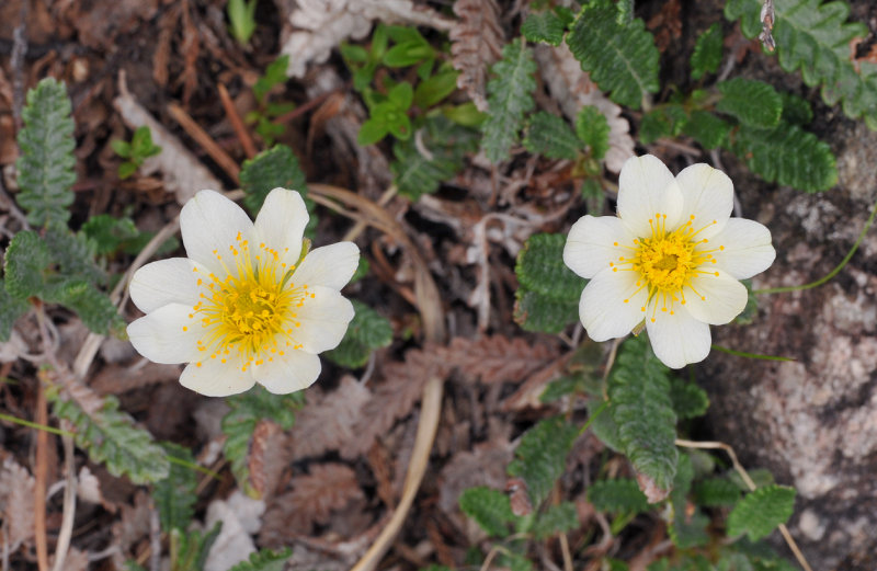 Dryas octopetala. Closer.