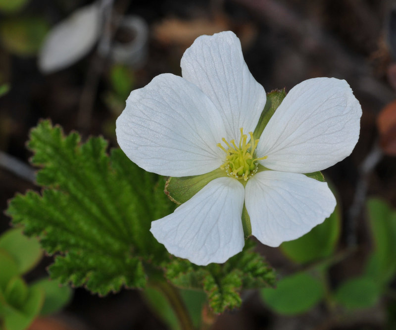 Rubus chamaemorus. Female flower.