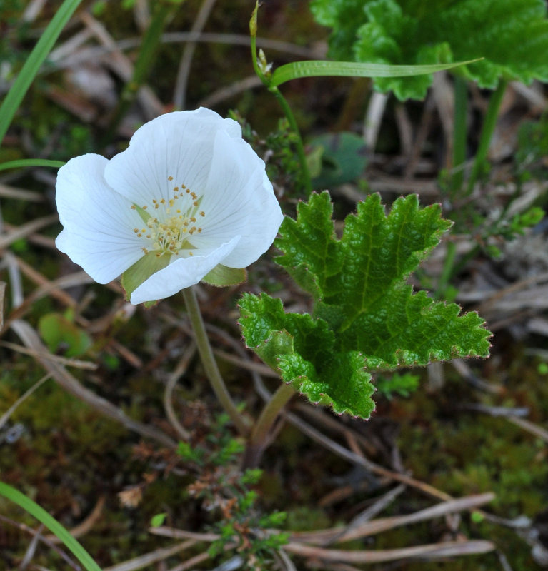 Rubus chamaemorus. Male plant.