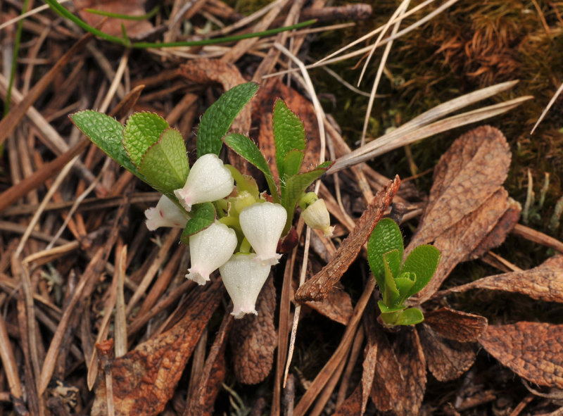 Arctostaphylos alpina. Closer.