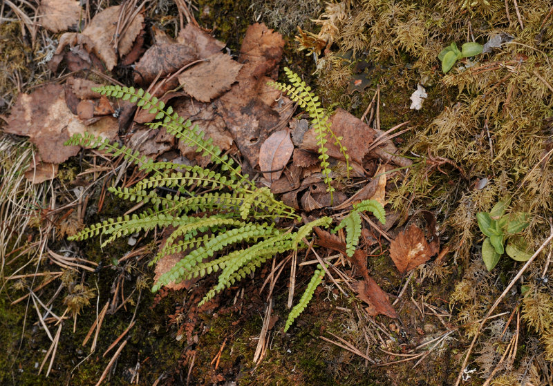 Asplenium viride and Goodyera repens.