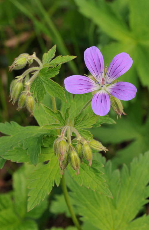 Geranium sylvaticum. Close-up.