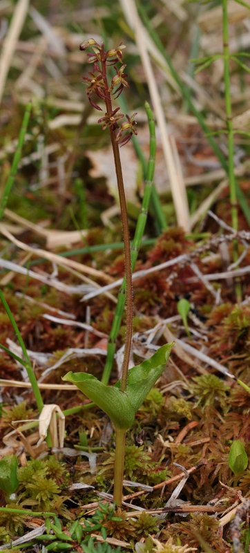 Neottia cordata
