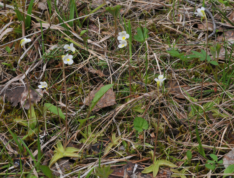 Pinguicula alpina