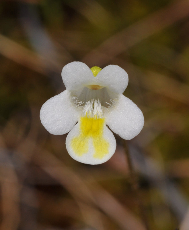 Pinguicula alpina. Close-up.