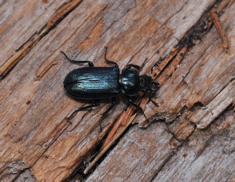 Platycerus caraboides.