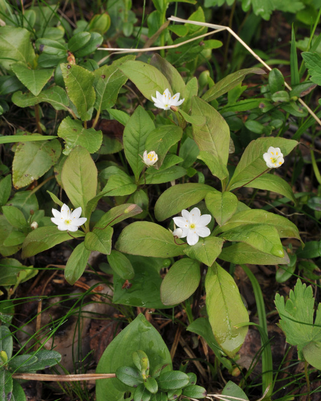 Trientalis europaea