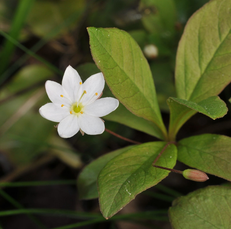 Trientalis europaea. Close-up.