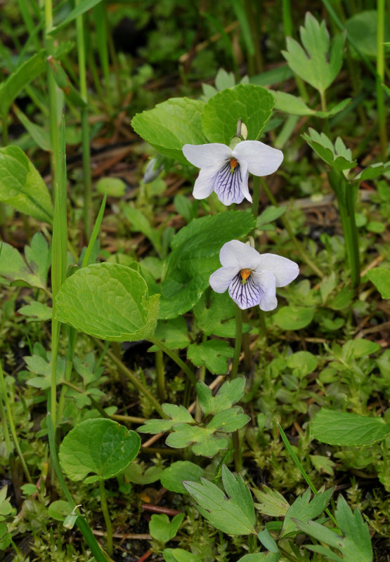 Viola palustris