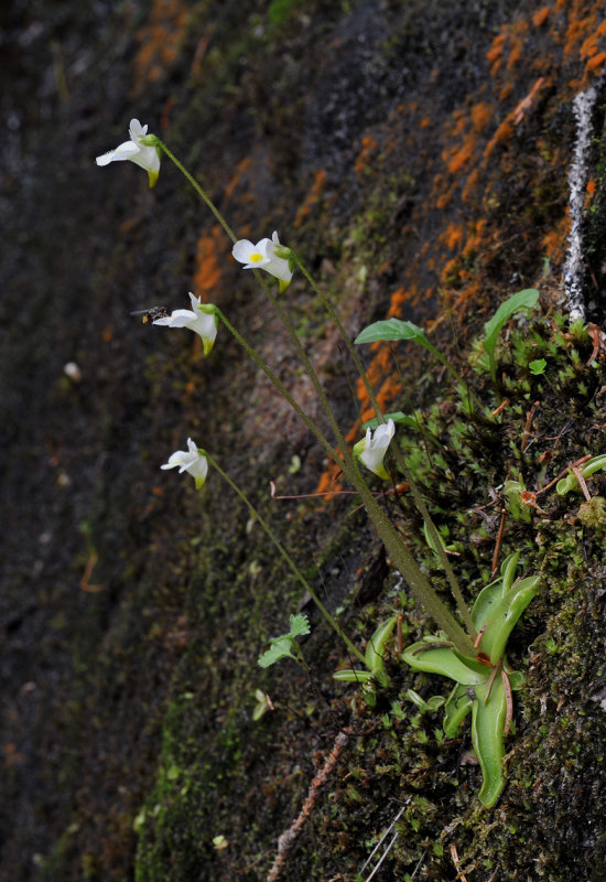 Pinguicula alpina