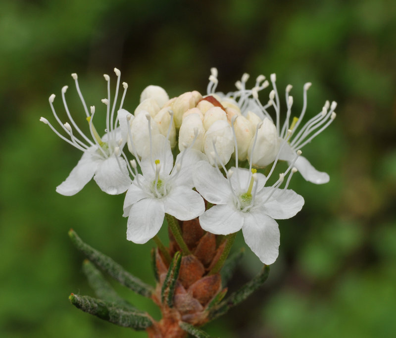 Rhododendron tomentosum. Close-up.
