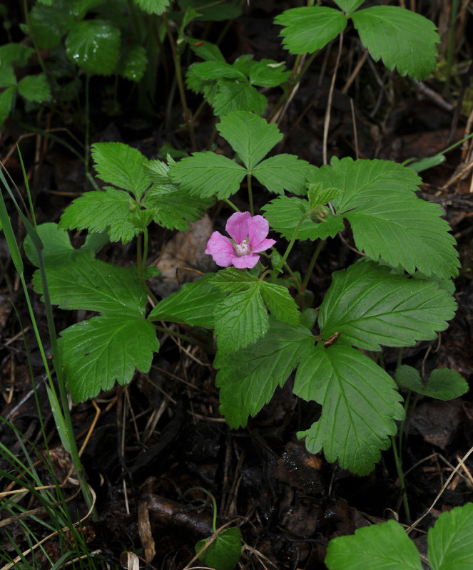 Rubus arcticus