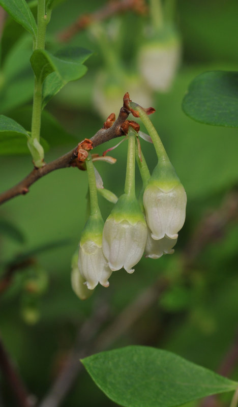 Vaccinium uliginosum. Close-up.
