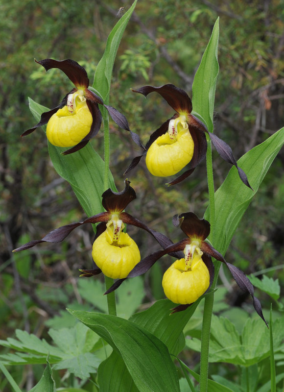 Cypripedium calceolus. Closer.