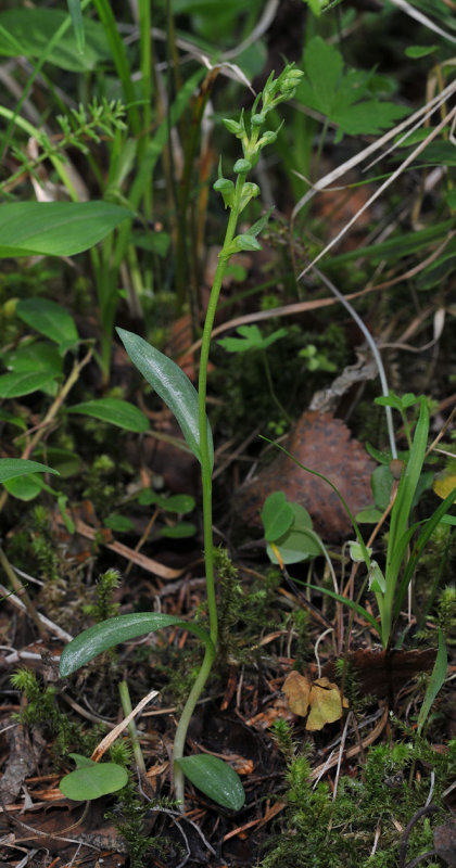 Dactylorhiza viridis