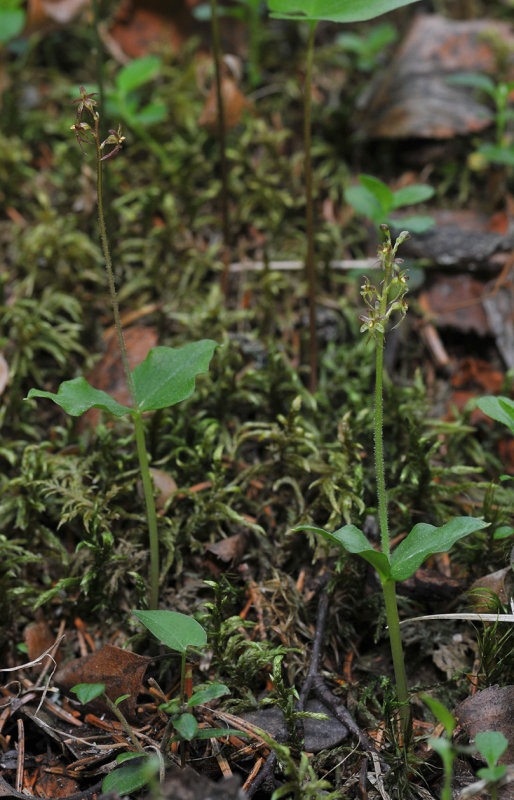 Neottia cordata