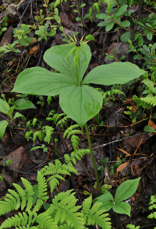Paris quadrifolia