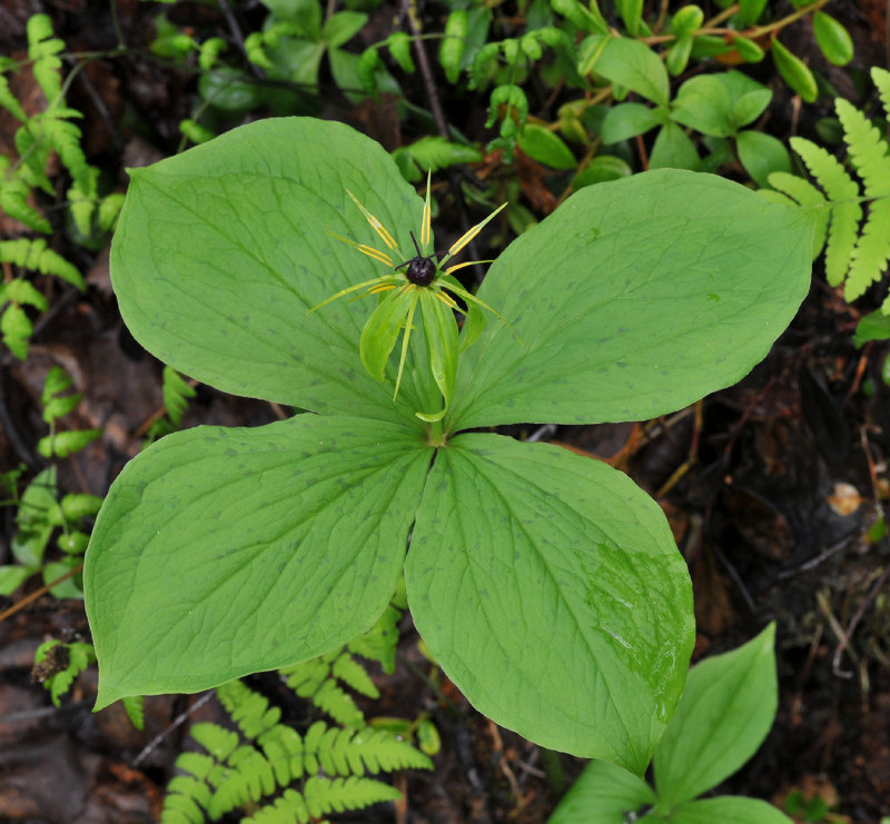Paris quadrifolia