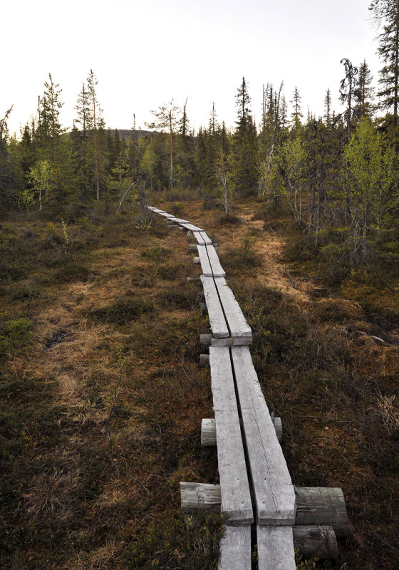 Path trough the bogs.