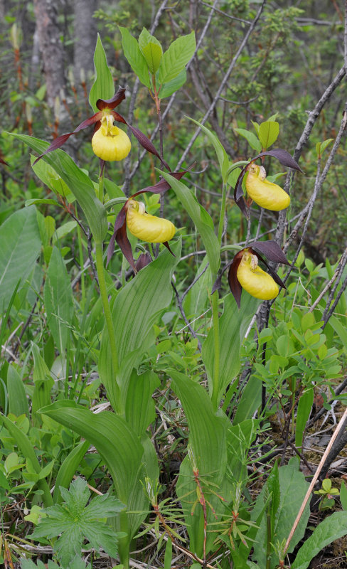 Cypripedium calceolus