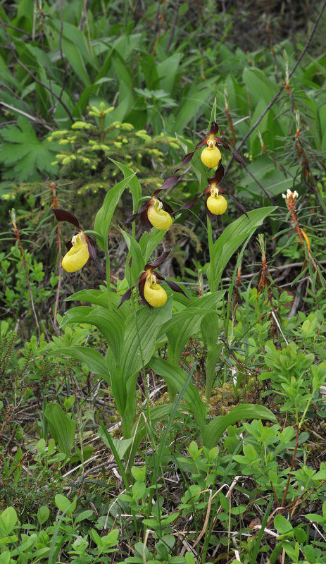 Cypripedium calceolus