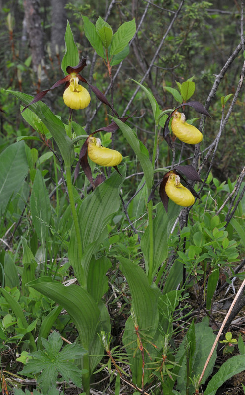 Cypripedium calceolus
