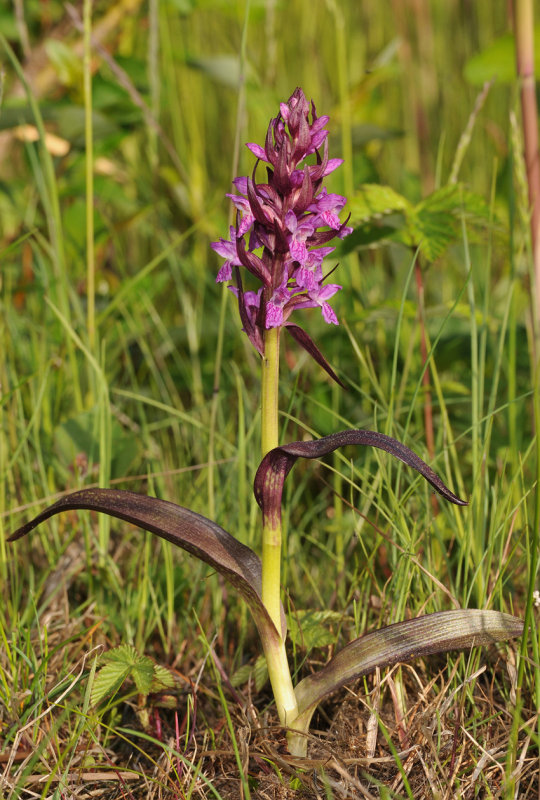 Dactylorhiza incarnata subsp. cruenta