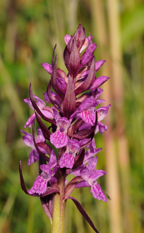 Dactylorhiza incarnata subsp. cruenta. Close-up.