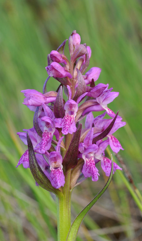 Dactylorhiza incarnata subsp. cruenta. Green leaved form close-up.