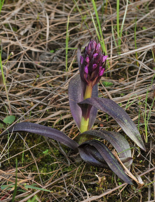 Dactylorhiza incarnata subsp. cruenta.