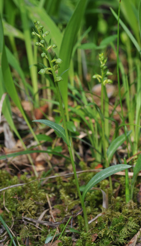 Dactylorhiza viridis