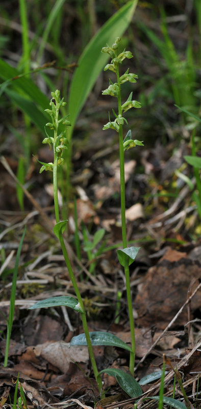 Dactylorhiza viridis