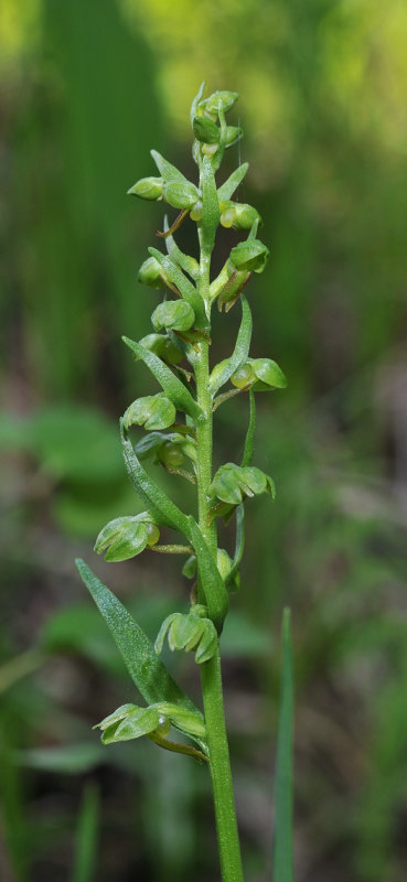 Dactylorhiza viridis. Closer.