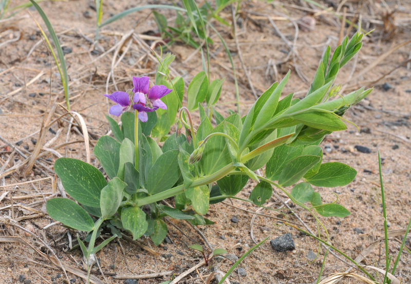 Lathyrus japonicus