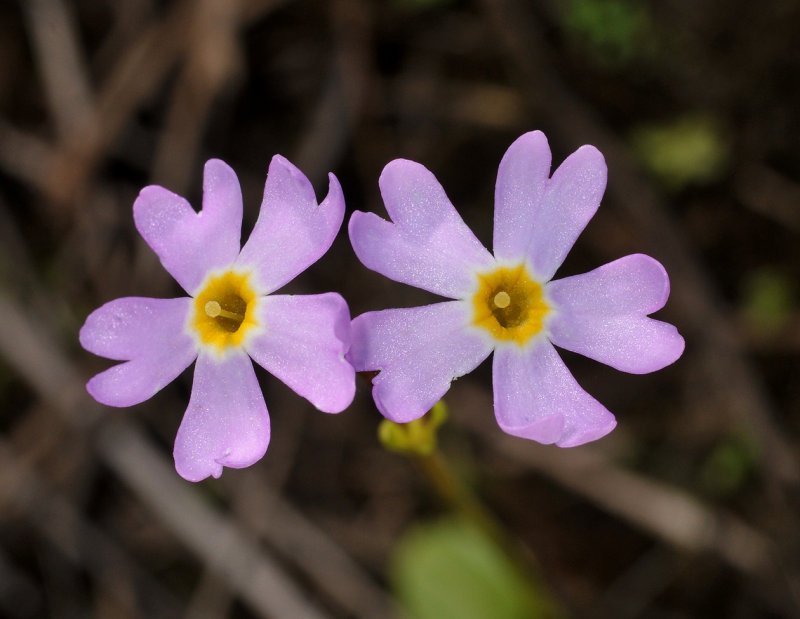 Primula nutans var. jokelae. Close-up.