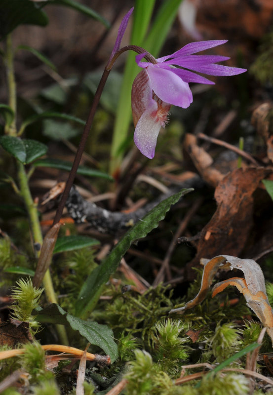 Calypso bulbosa var. bulbosa