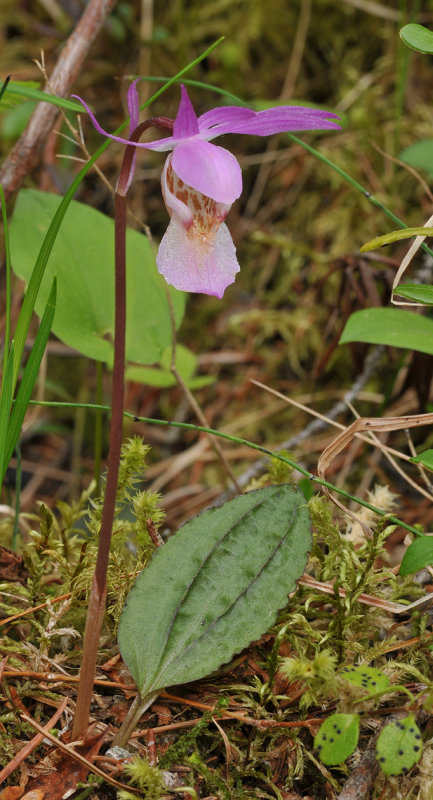 Calypso bulbosa var. bulbosa