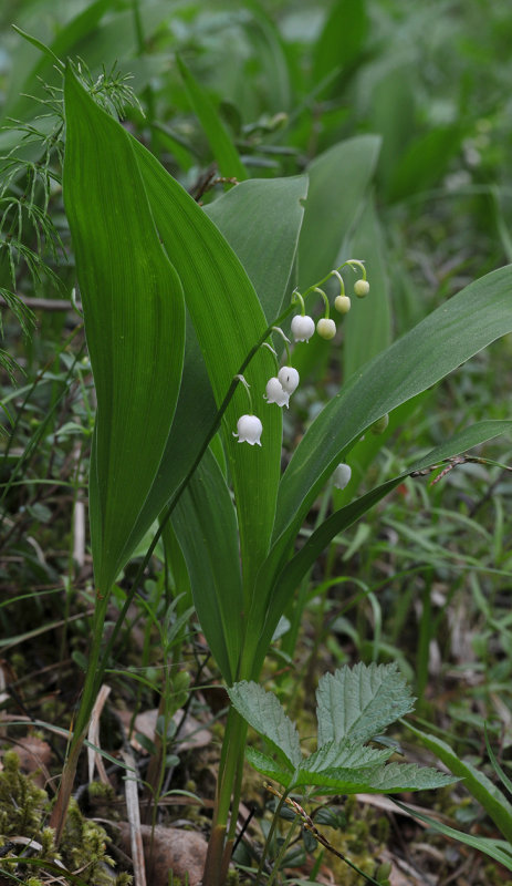 Convallaria majalis