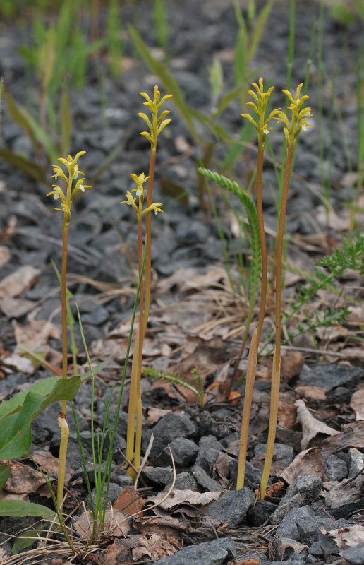 Corallorhiza trifida