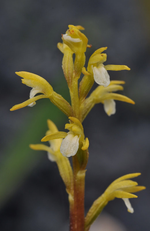 Corallorhiza trifida. Close-up.
