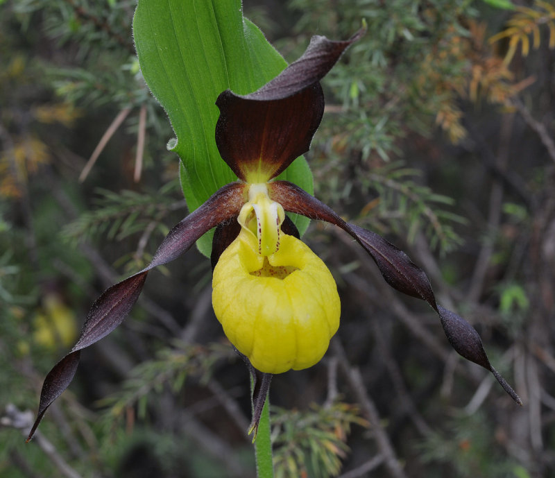 Cypripedium calceolus. Close-up.